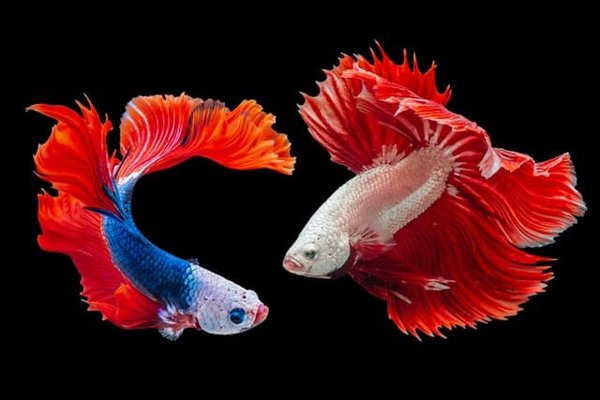 How to Choose the Right Type of Fish Tank Based on the Specific Needs of Your Fish?